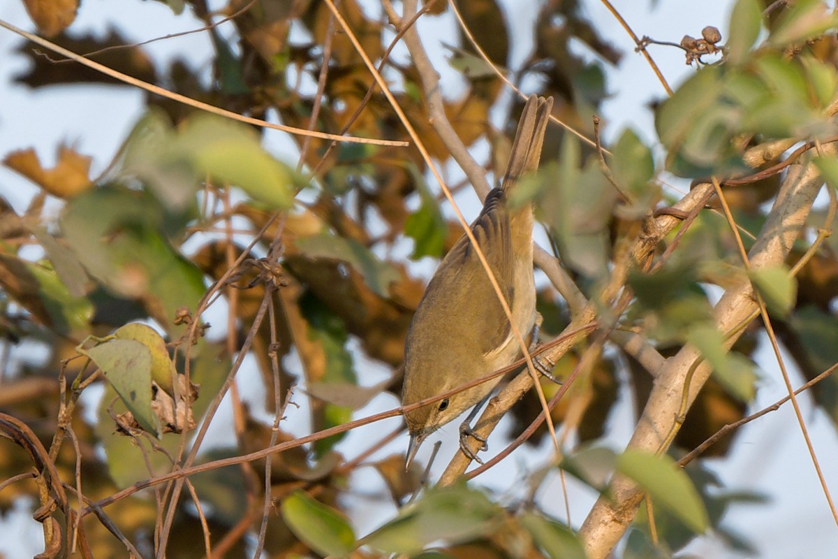Blyth's Reed Warbler - ML633337329
