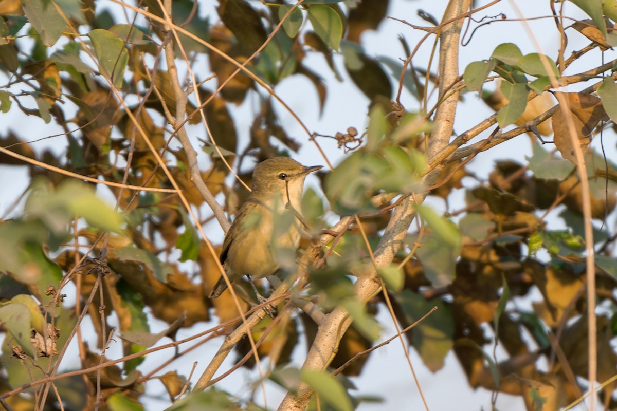 Blyth's Reed Warbler - ML633337330