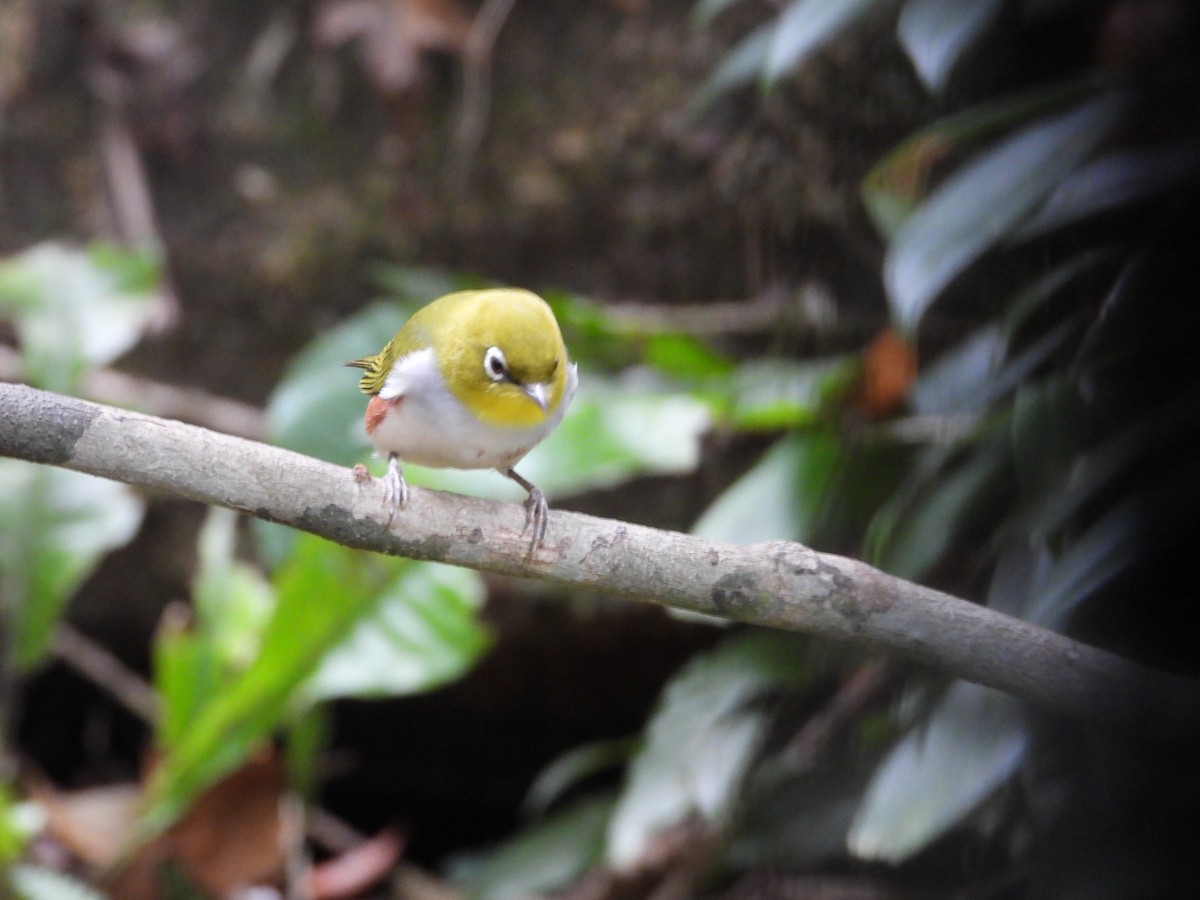 Chestnut-flanked White-eye - ML633337456
