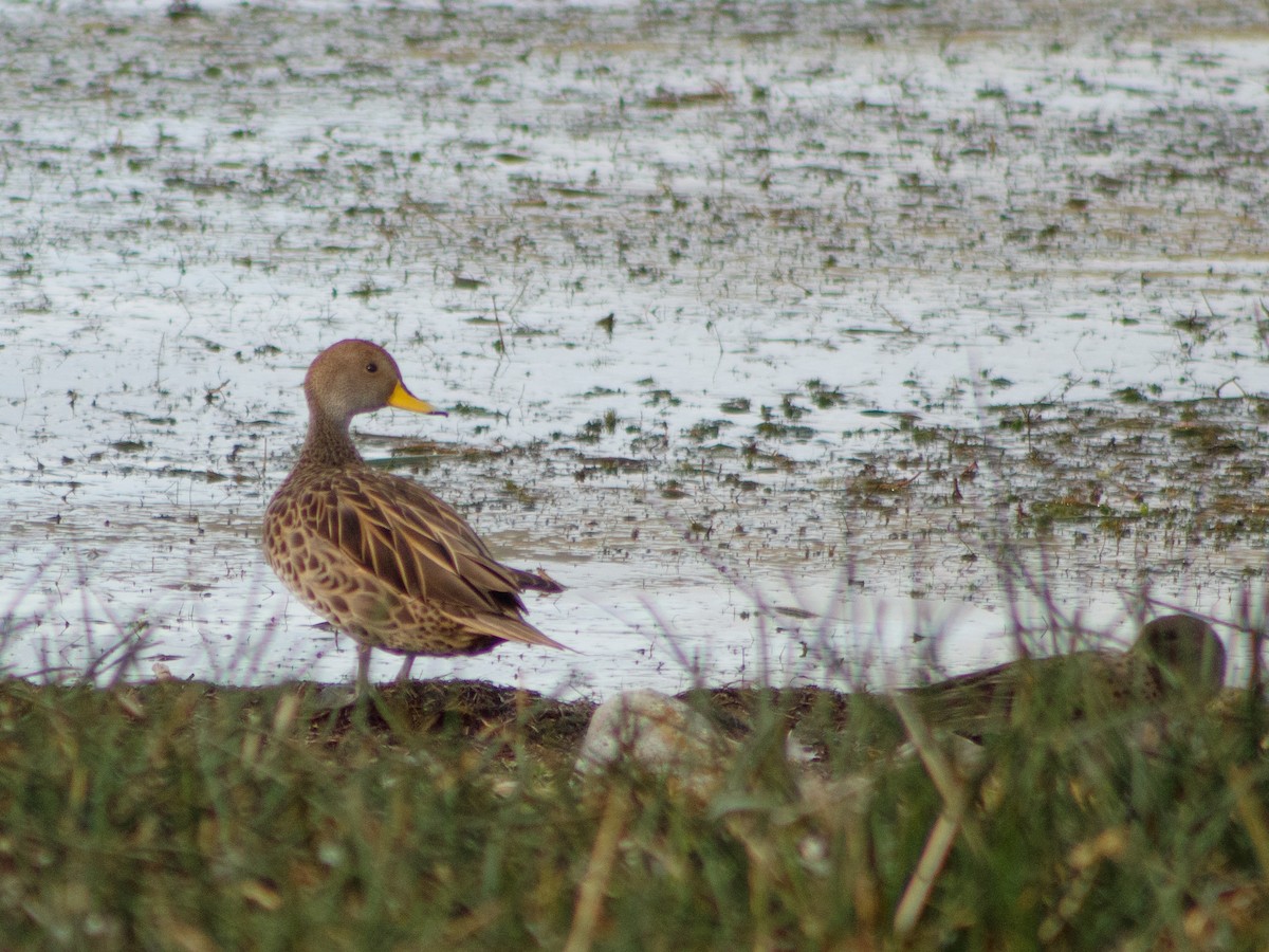 Yellow-billed Pintail - ML633337461