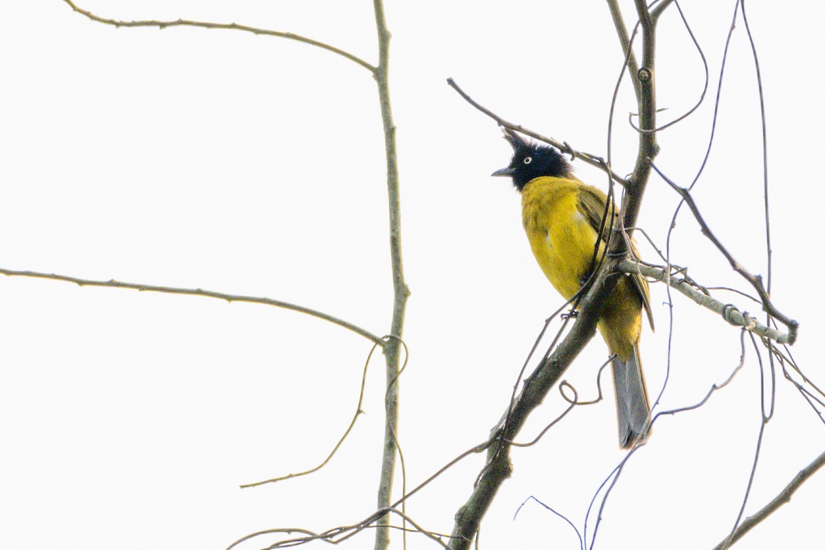 Bulbul à huppe noire - ML633337465