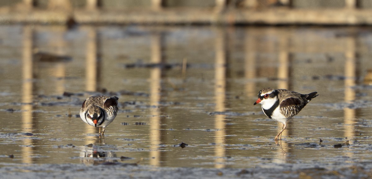 Black-fronted Dotterel - ML633337700