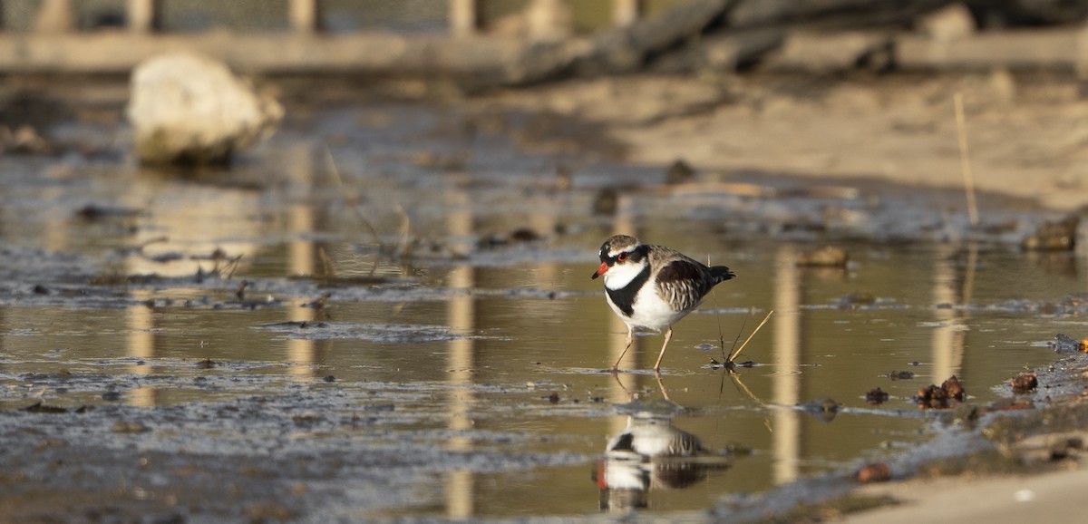 Black-fronted Dotterel - ML633337701
