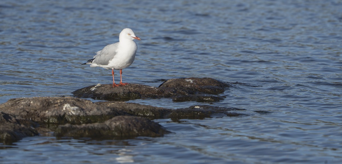 Silver Gull - ML633337723