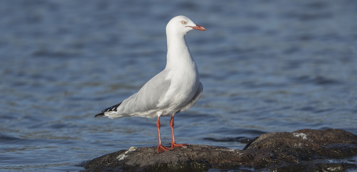 Silver Gull - ML633337725