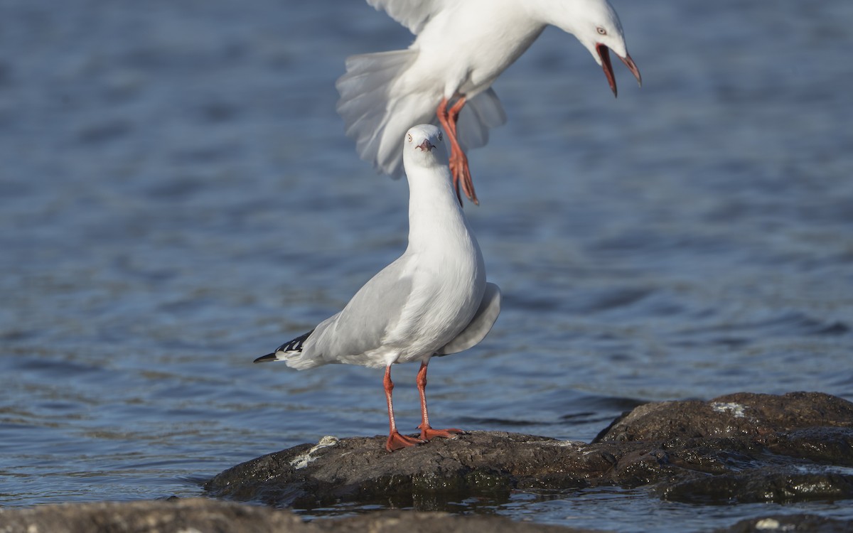 Silver Gull - ML633337727