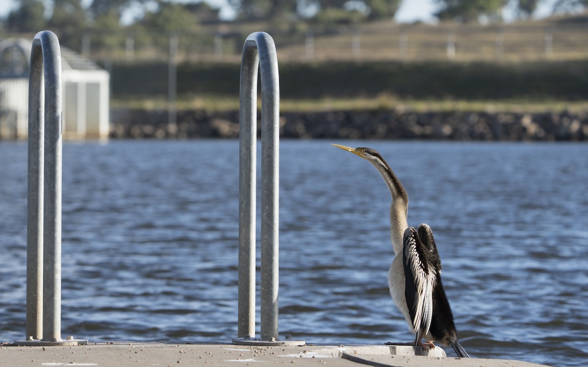 Australasian Darter - ML633337757