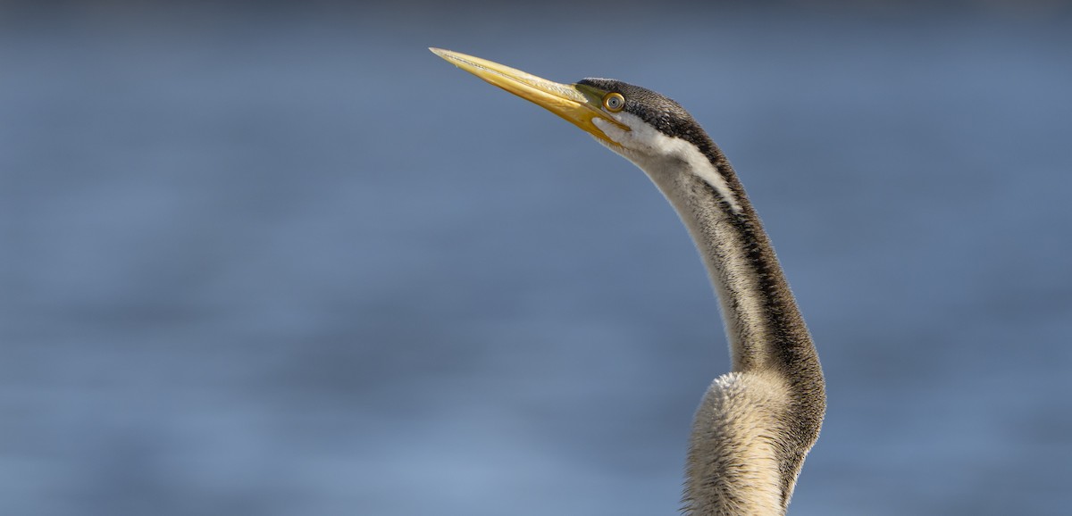 Australasian Darter - ML633337758
