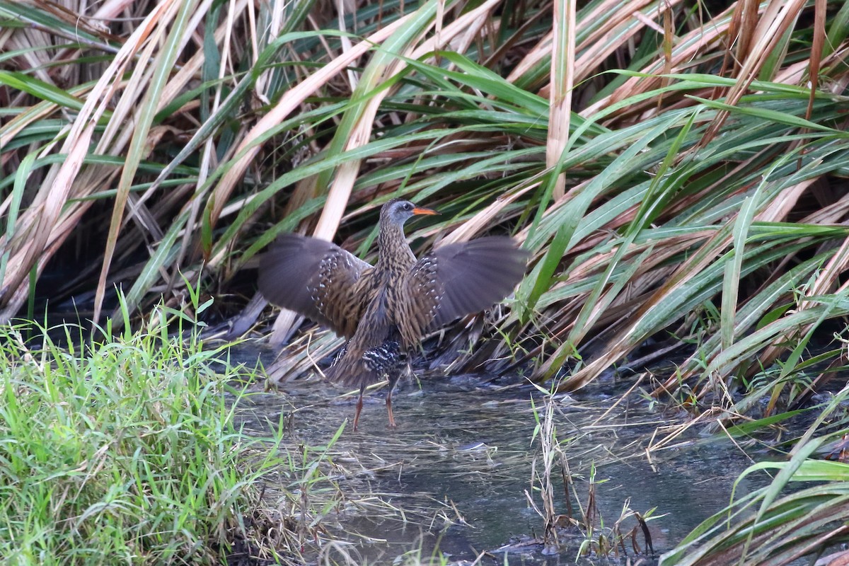 Brown-cheeked Rail - ML633337796