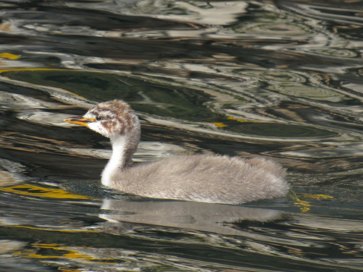 Titicaca Grebe - ML633337830