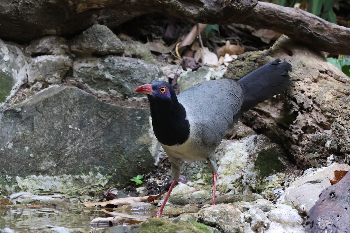 Coral-billed Ground-Cuckoo - ML633337837