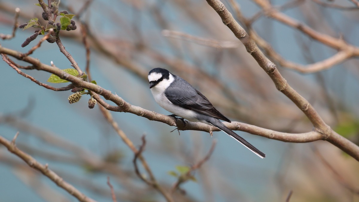Ashy Minivet - ML633337840