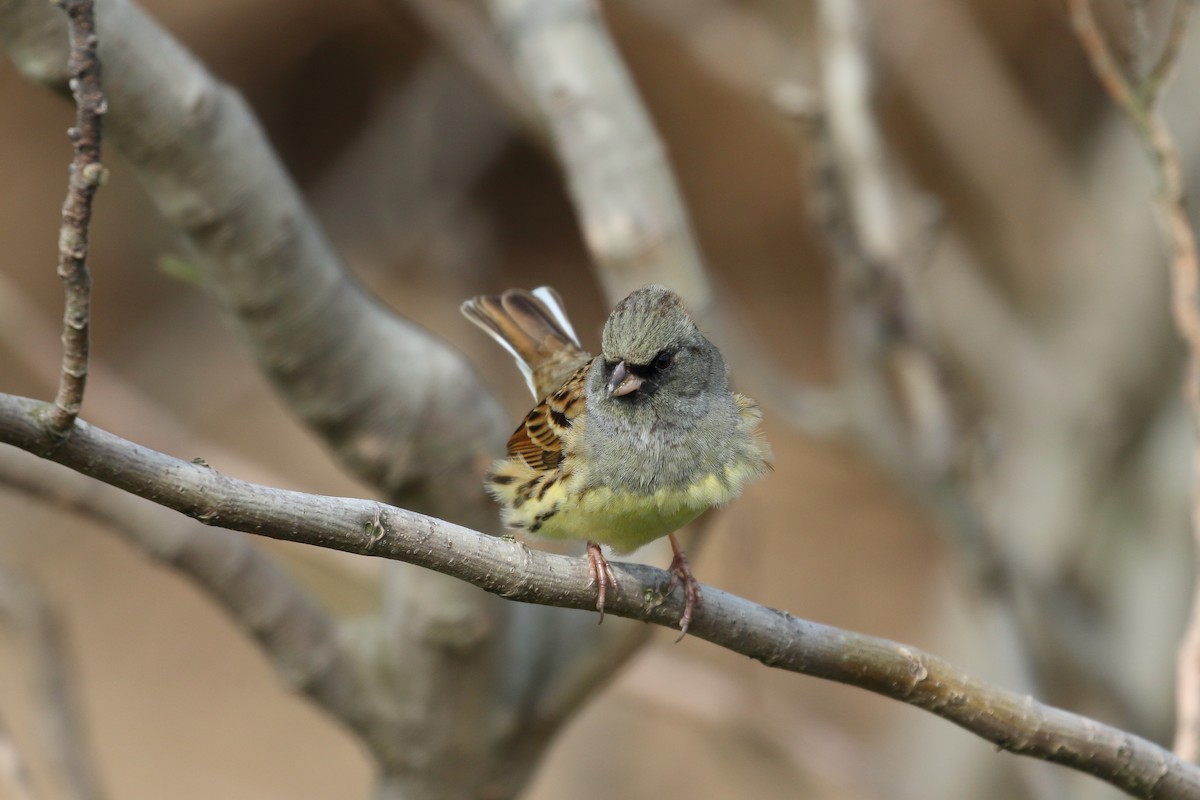 Black-faced Bunting - ML633337842