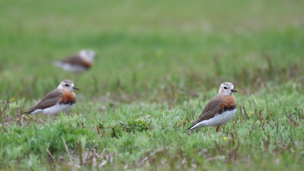 Oriental Plover - ML633337872