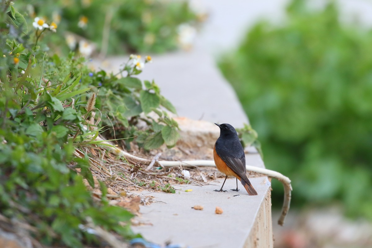 Black Redstart - ML633337883