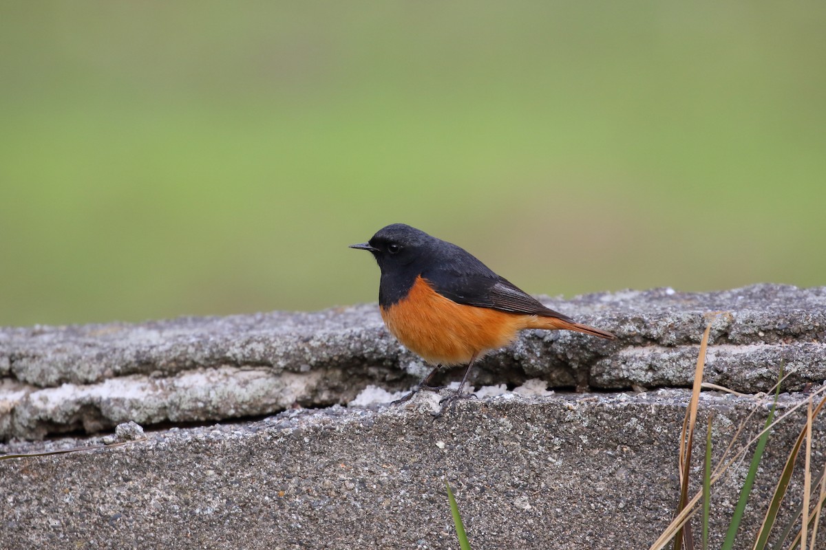 Black Redstart - ML633337887