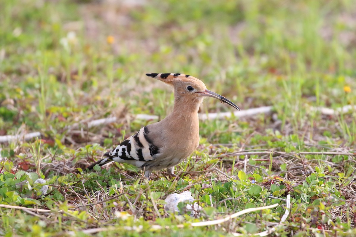 Common Hoopoe - ML633337891