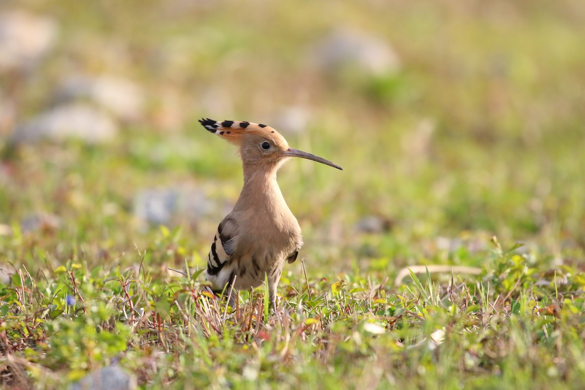 Common Hoopoe - ML633337893