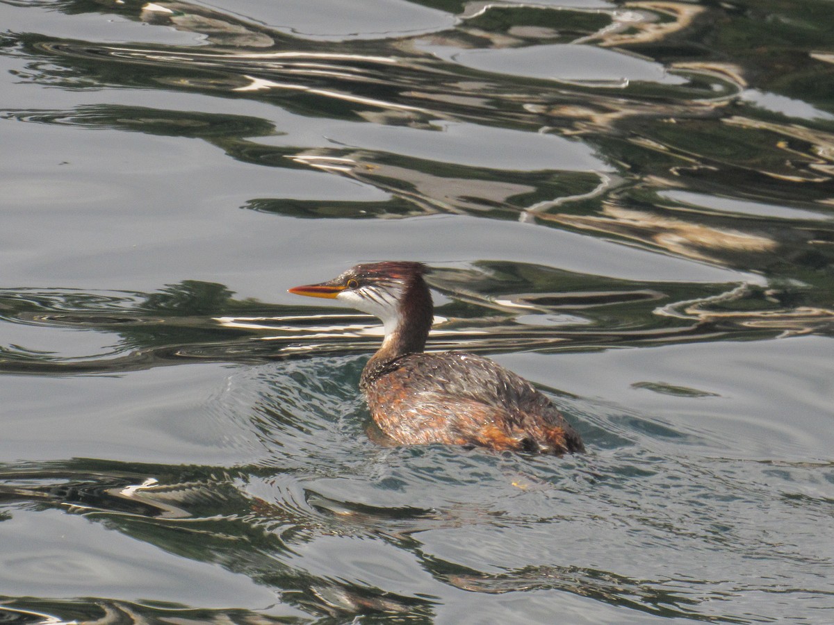 Titicaca Grebe - ML633337938