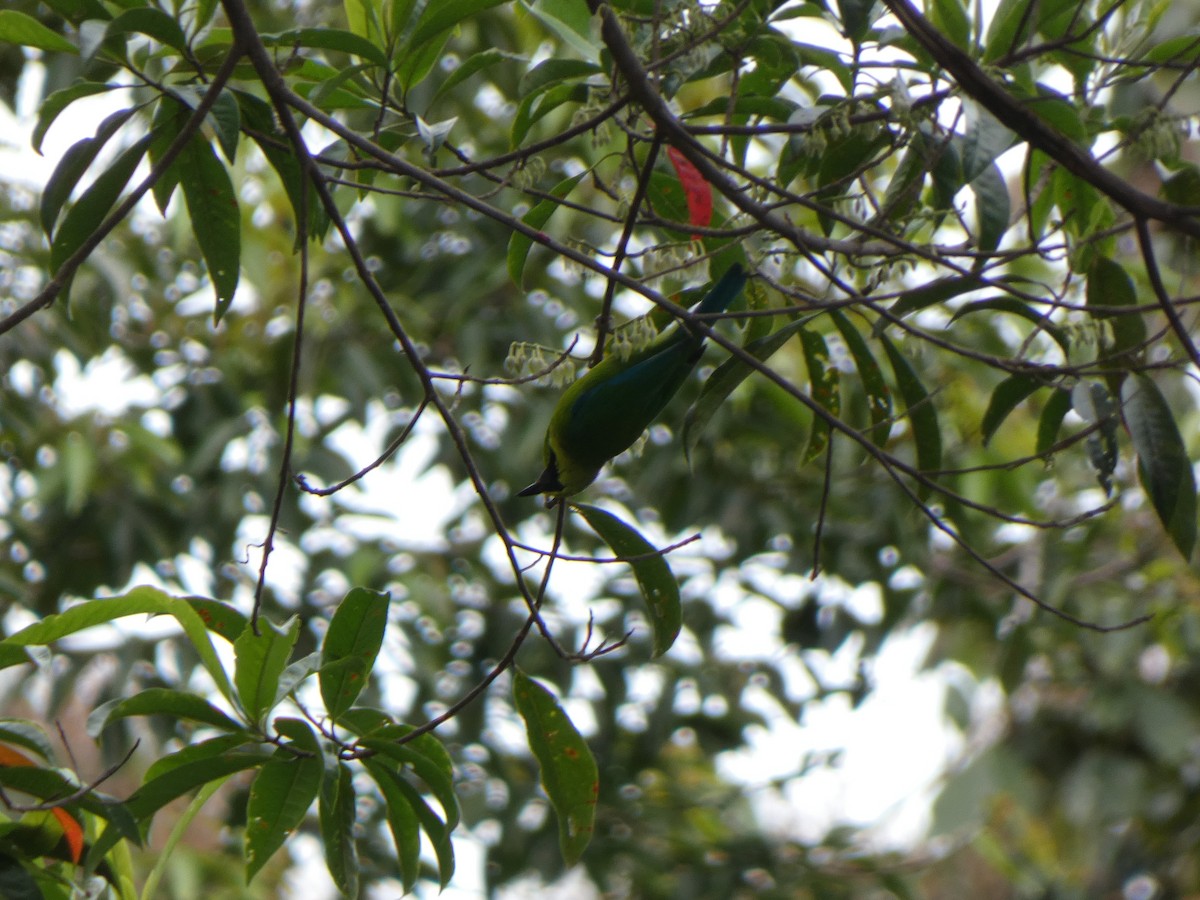 Borneo Yaprakkuşu - ML633337943