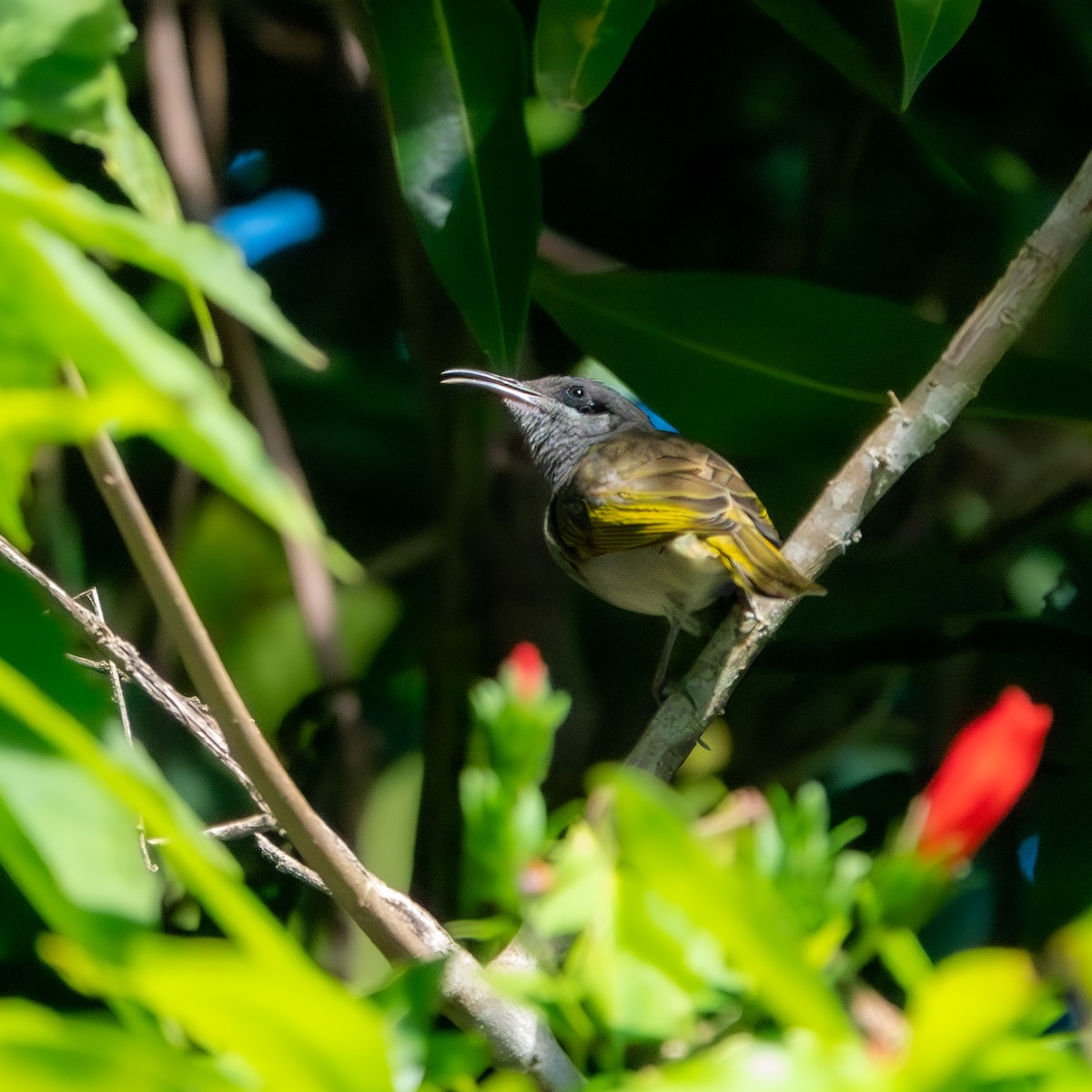 Dark-brown Honeyeater - ML633338005
