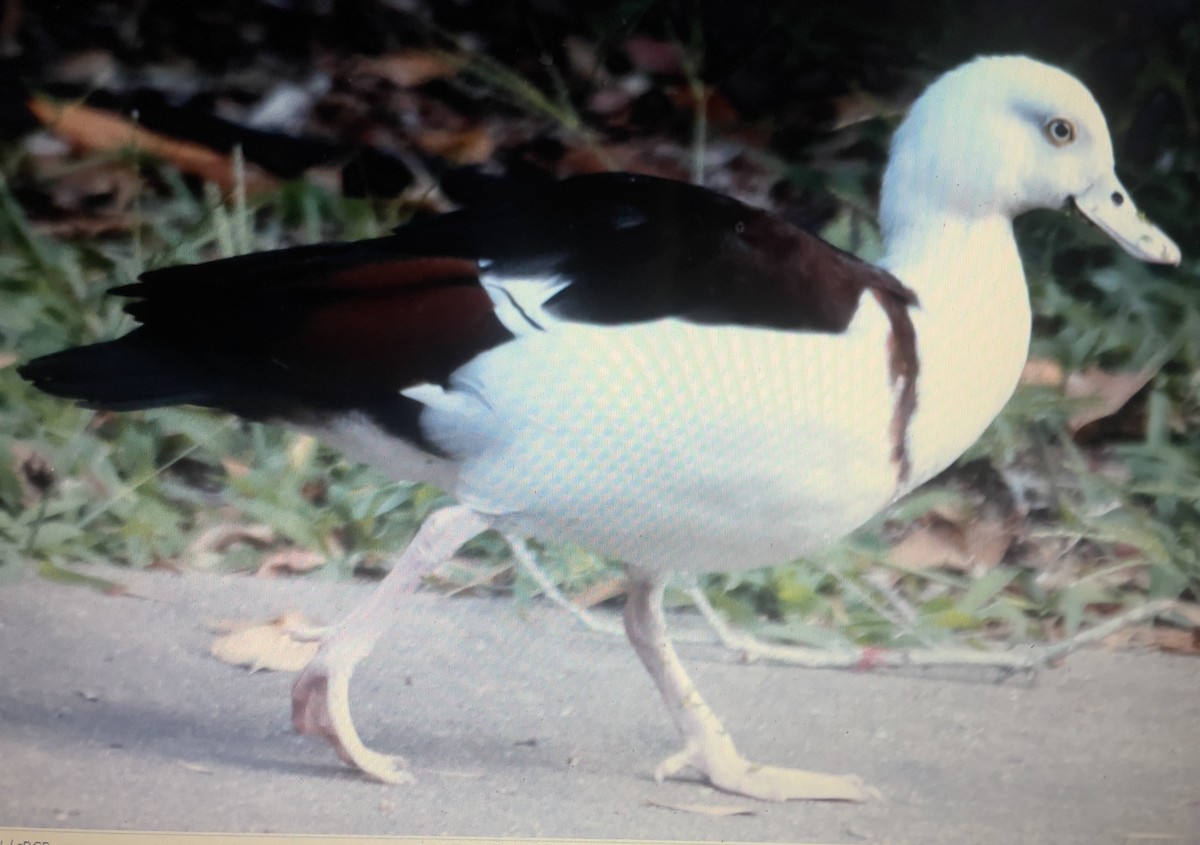 シロガシラツクシガモ - ML633338061