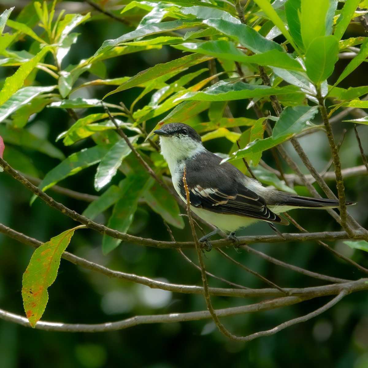 Long-tailed Triller - ML633338075