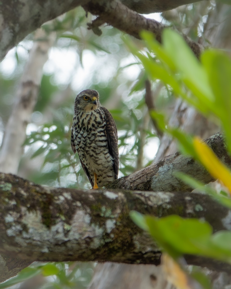 New Caledonian Goshawk - ML633338092
