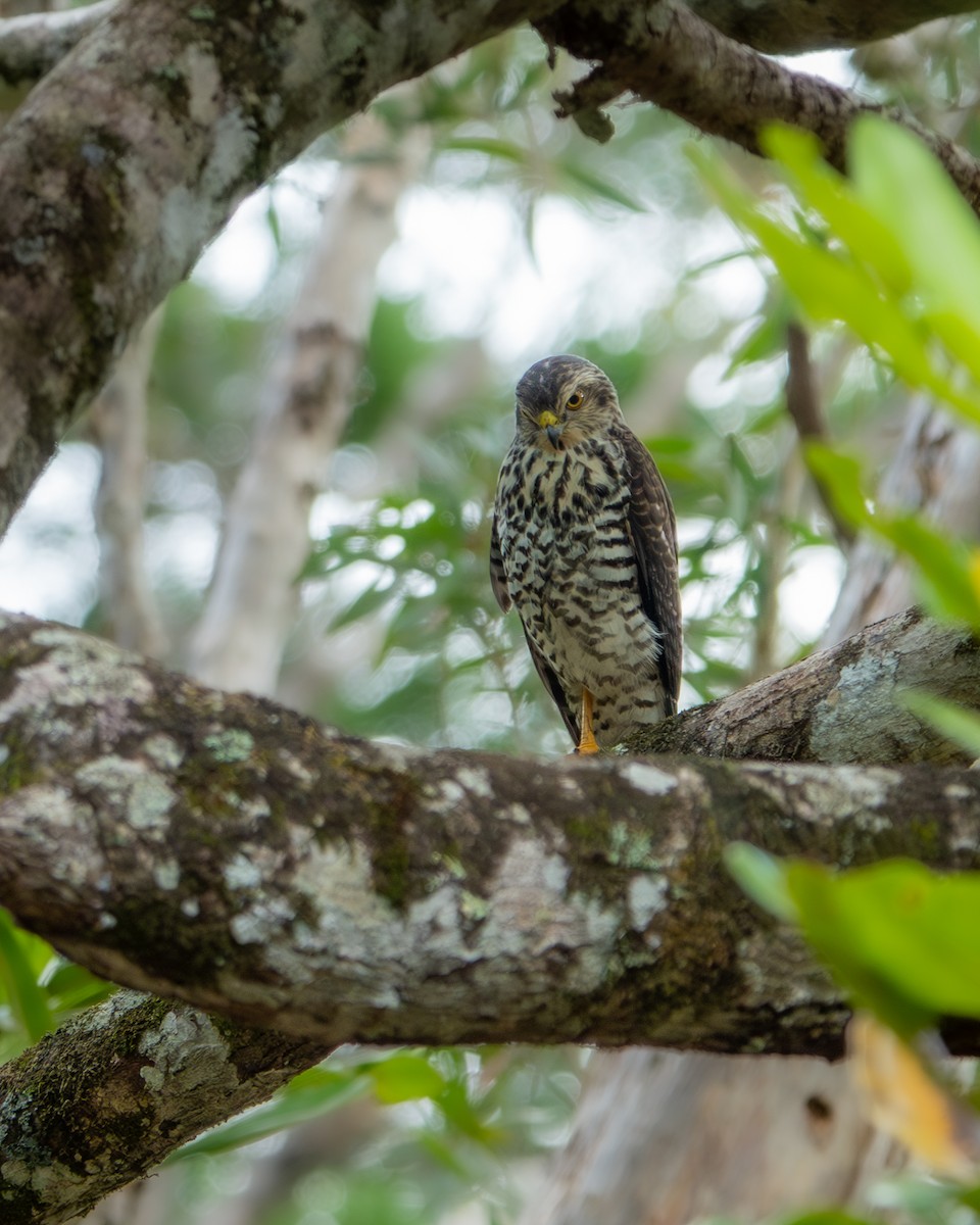 New Caledonian Goshawk - ML633338093