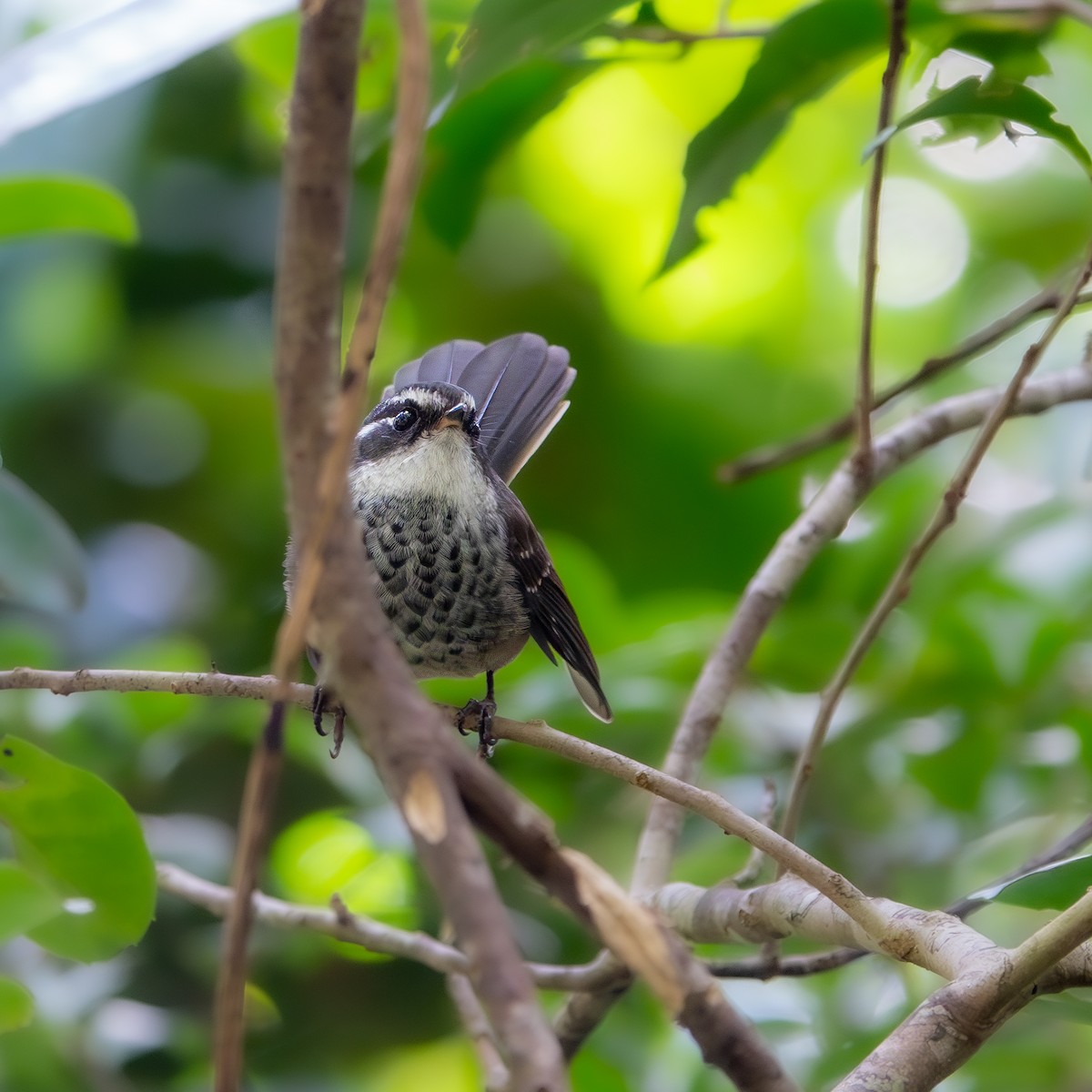 New Caledonian Streaked Fantail - ML633338101