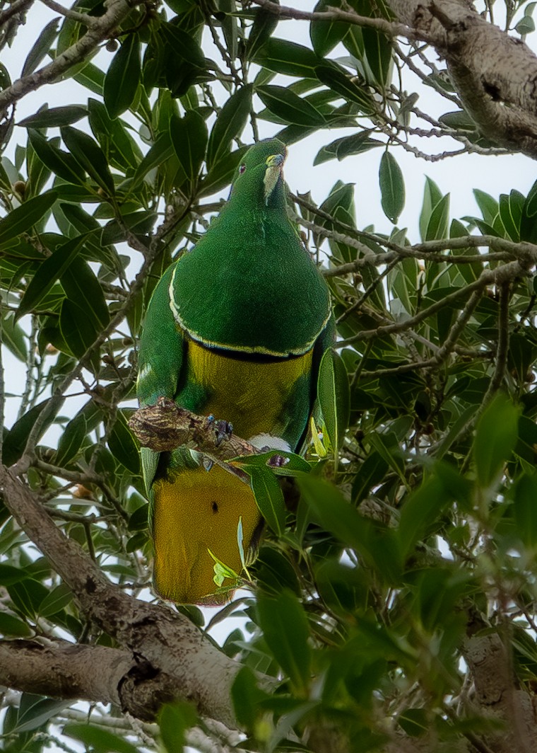 Cloven-feathered Dove - ML633338121