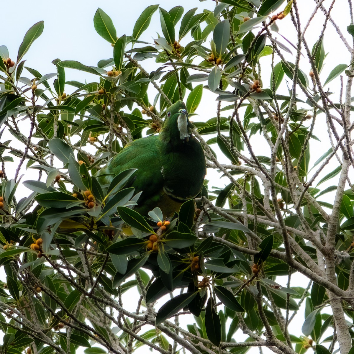 Cloven-feathered Dove - ML633338122