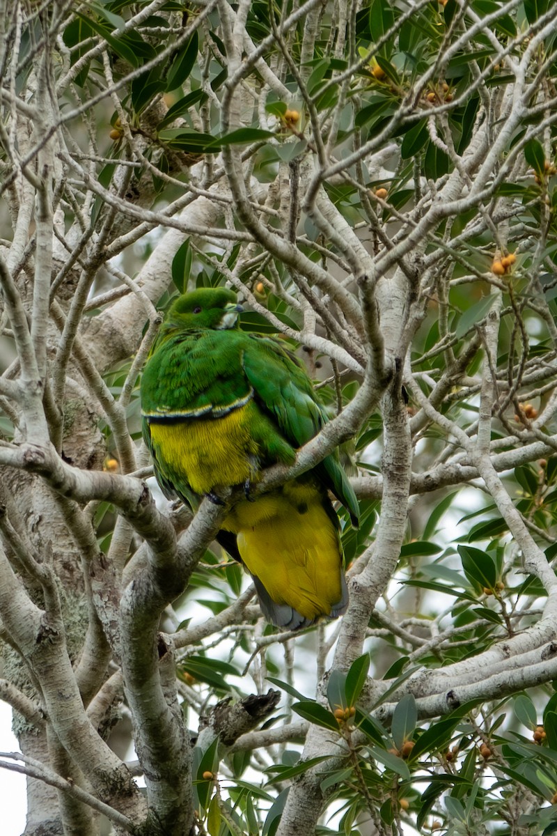 Cloven-feathered Dove - ML633338123