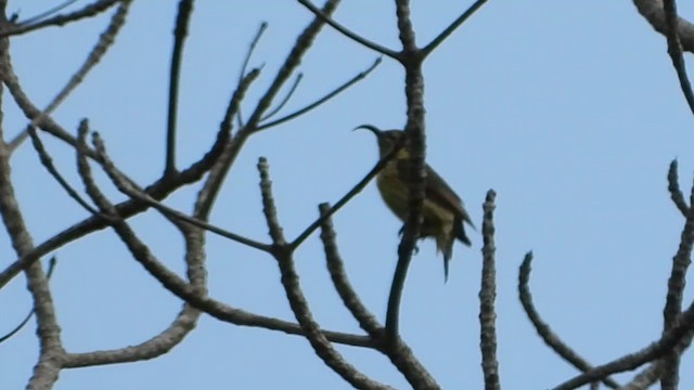 Superb Sunbird - ML633338131