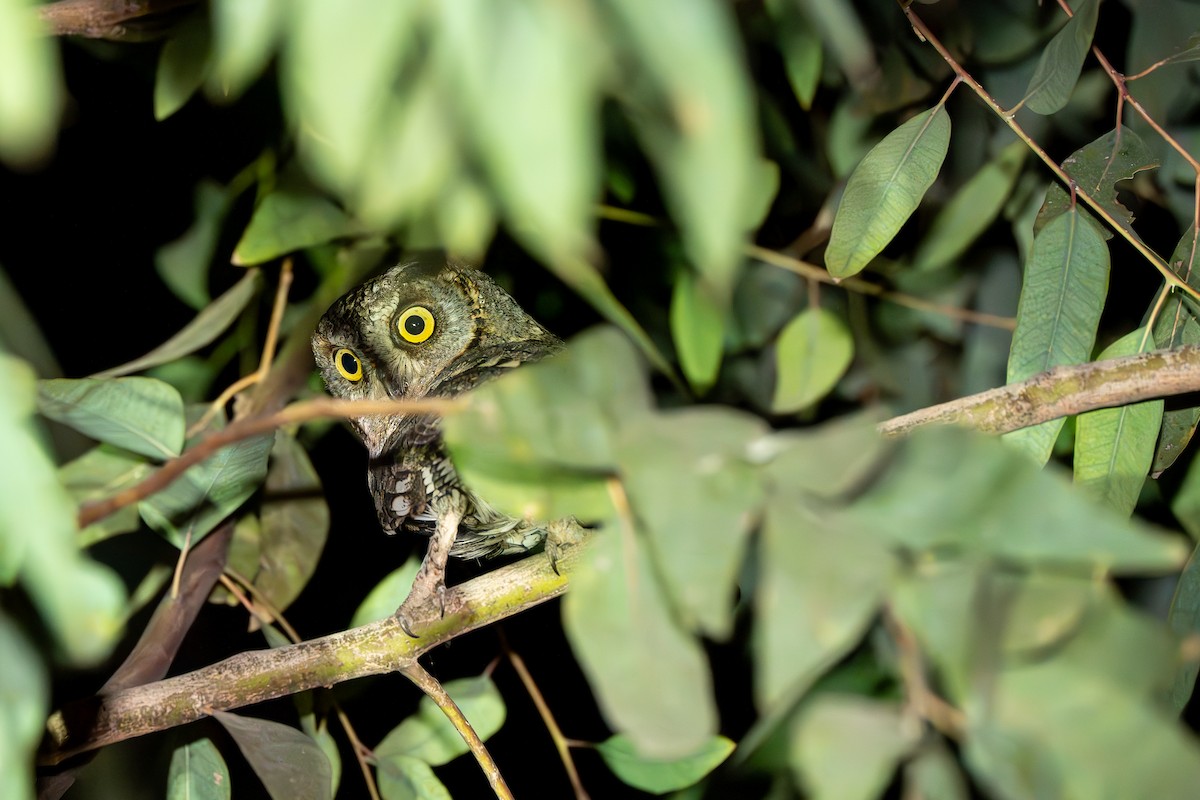 výreček malý - ML633338189