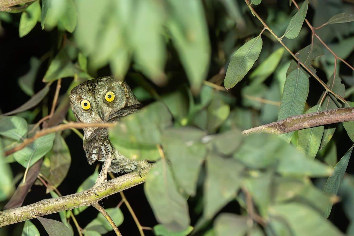 výreček malý - ML633338190