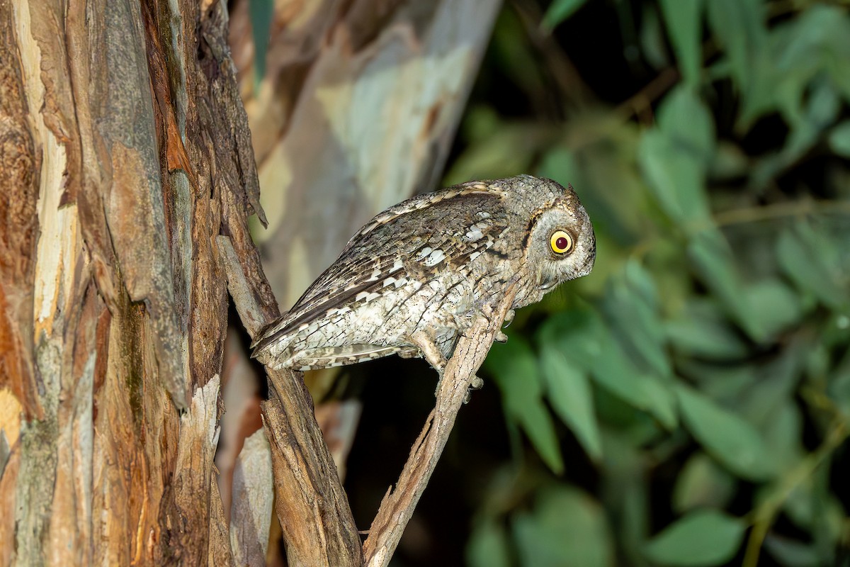 výreček malý - ML633338191