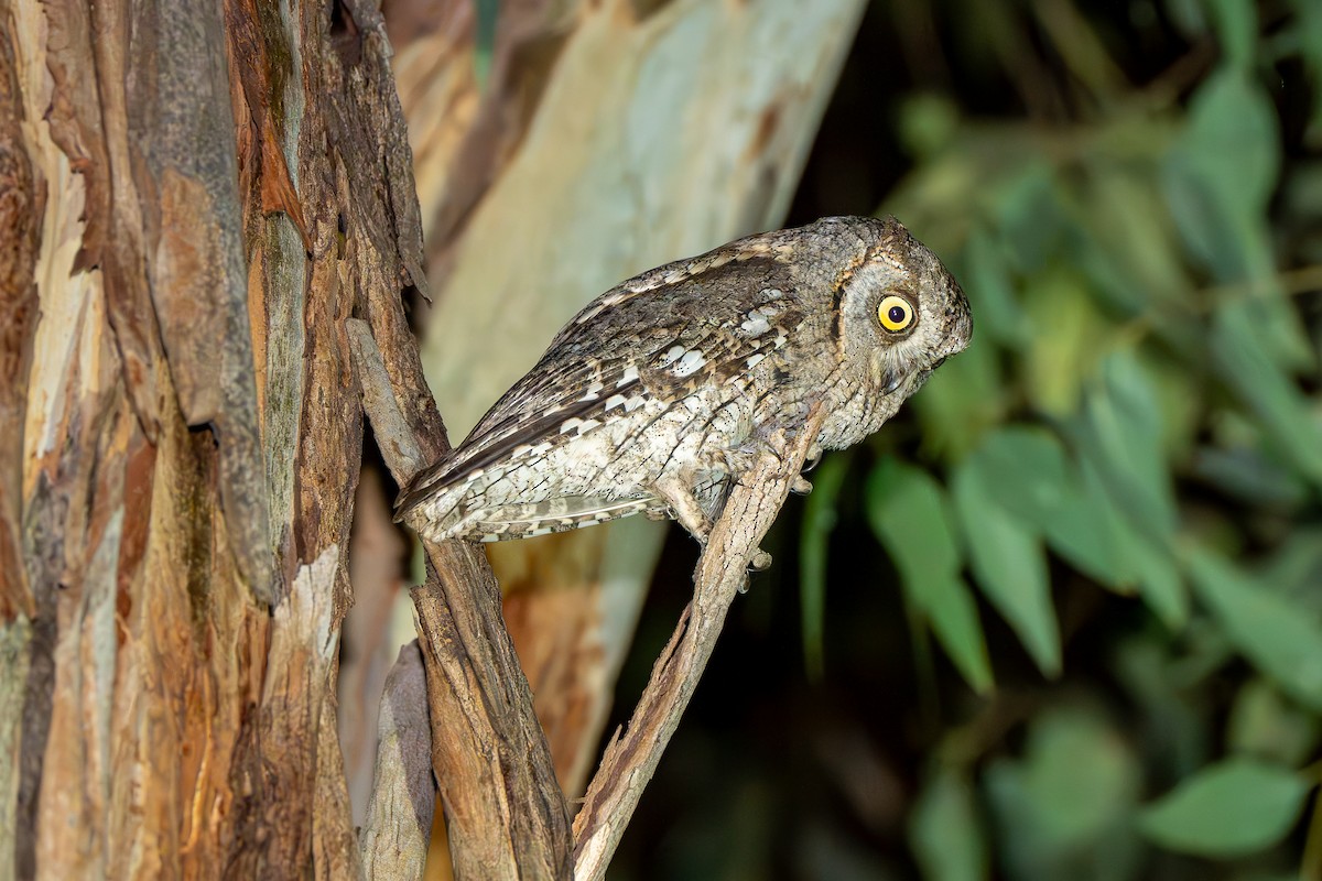 výreček malý - ML633338192