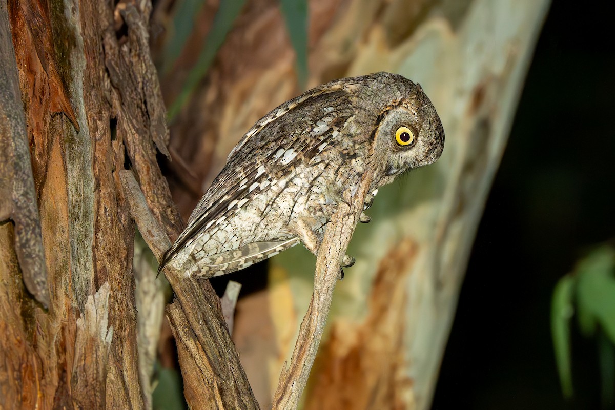 výreček malý - ML633338193