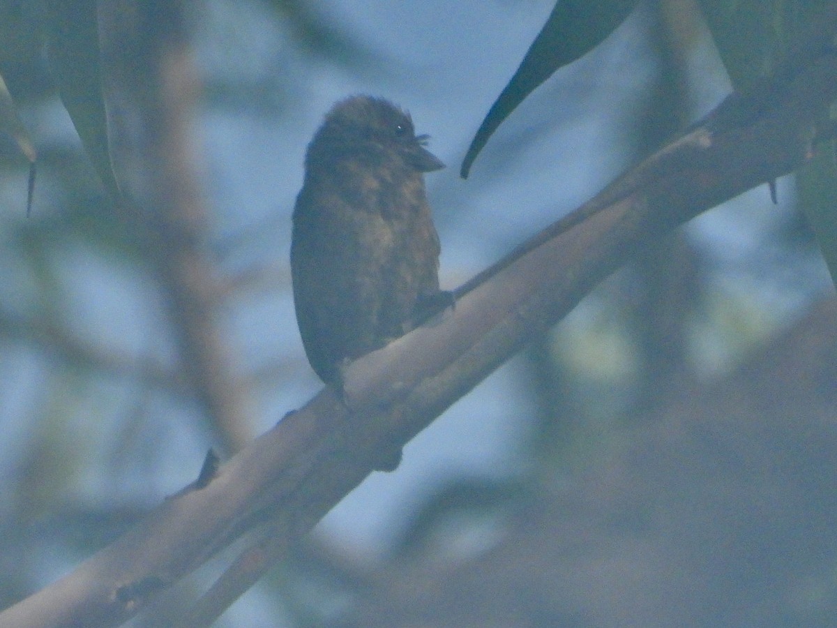 Gray-throated Barbet - ML633338199