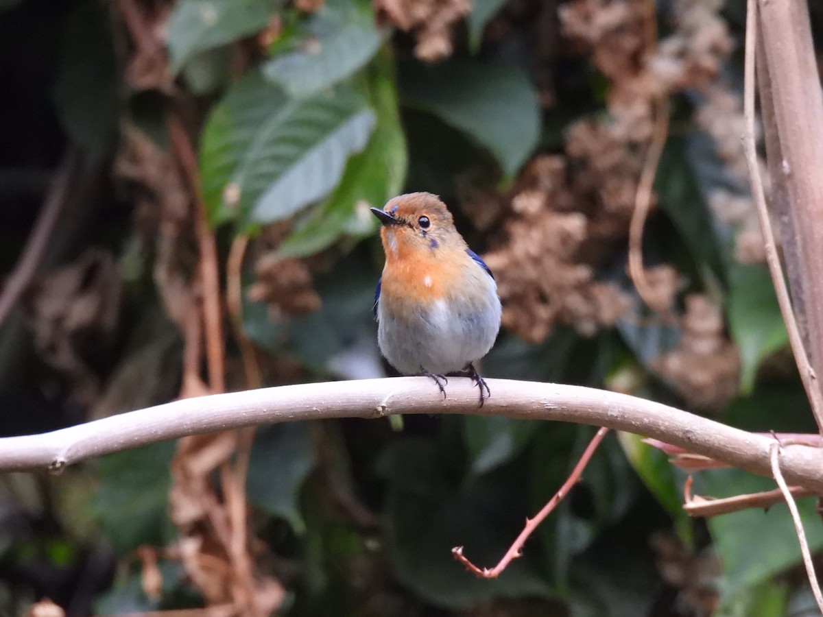 Sapphire Flycatcher - ML633338446