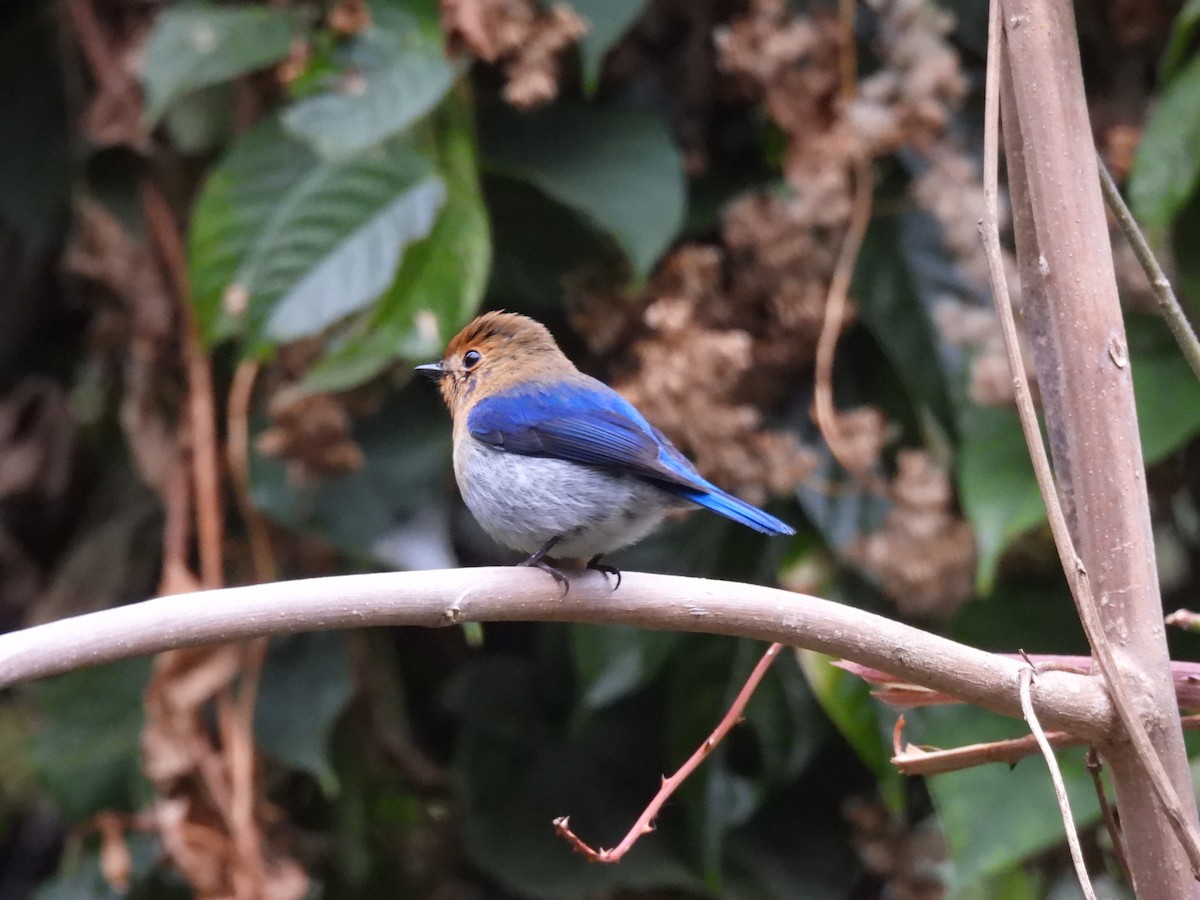 Sapphire Flycatcher - ML633338447