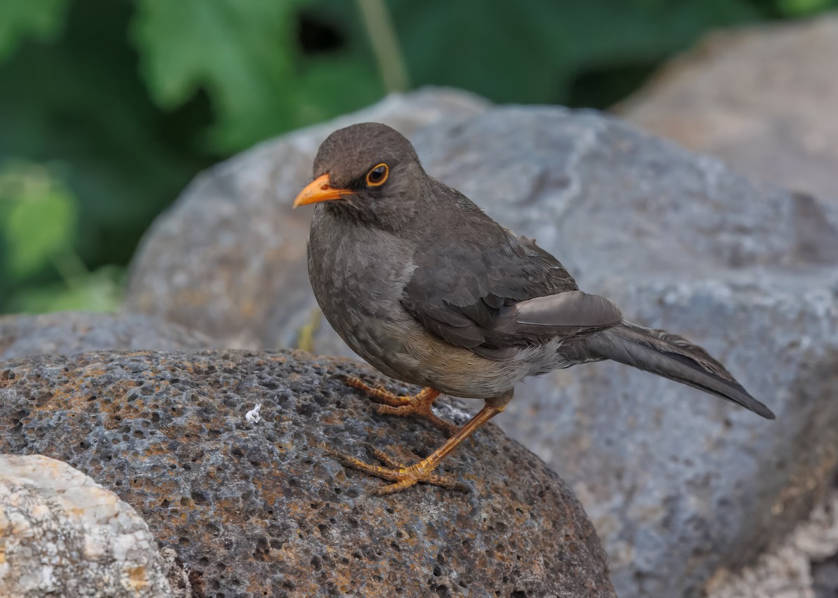 Abyssinian Thrush - ML633338453