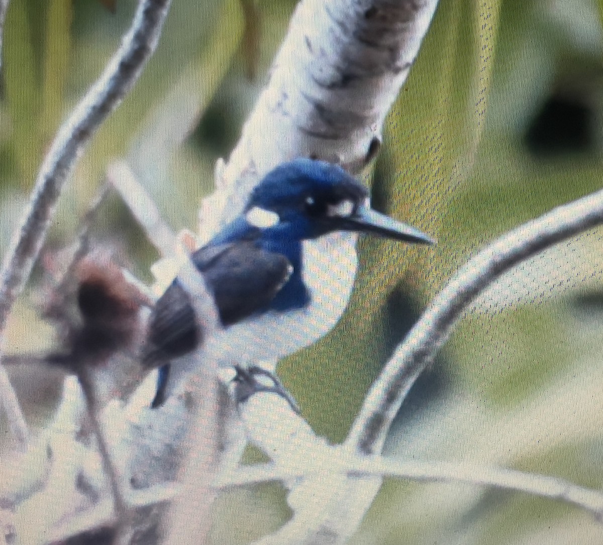 ヒメミツユビカワセミ - ML633338454