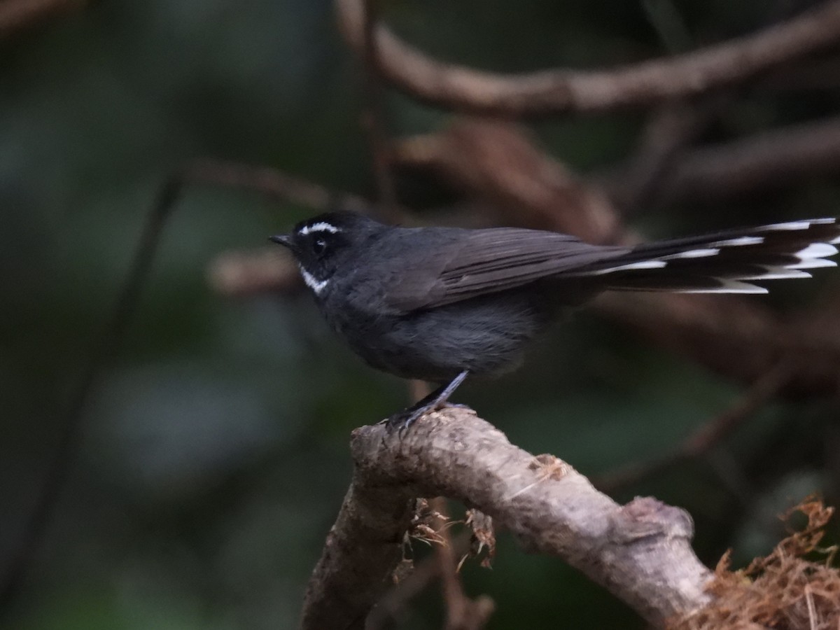 White-throated Fantail - ML633338475