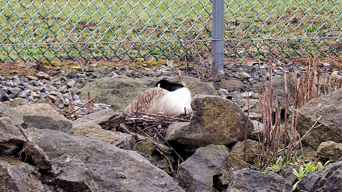 Branta kanadar handia - ML633338551