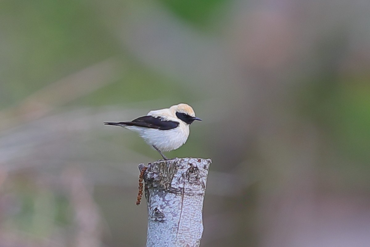 Eastern Black-eared Wheatear - ML633338667