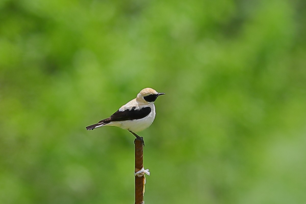 Eastern Black-eared Wheatear - ML633338668