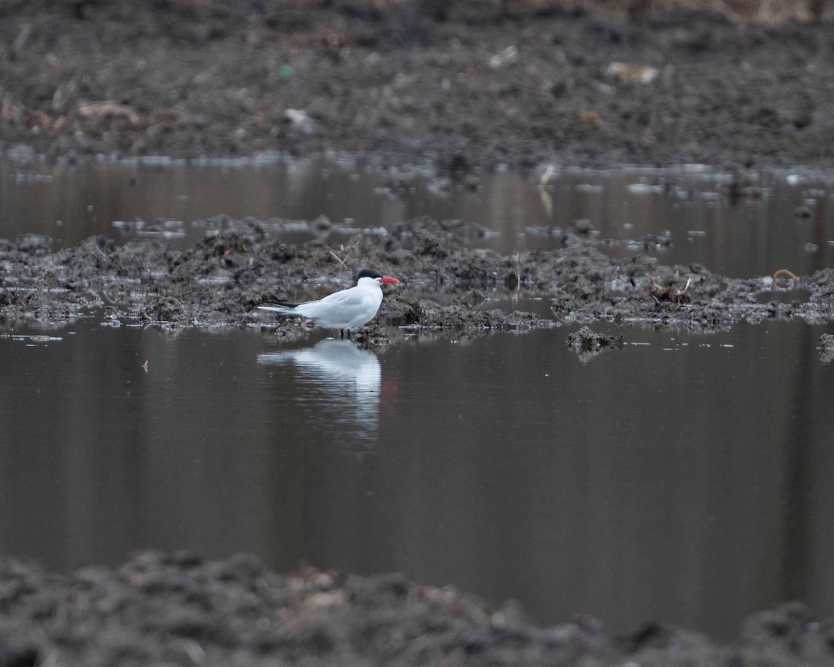 Caspian Tern - ML633338689