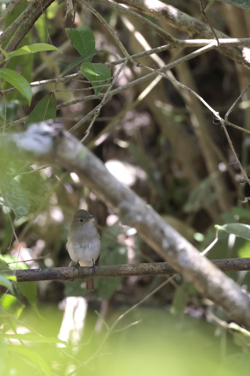 Rusty-tailed Flycatcher - ML633338698